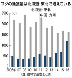 危ない 雑種フグ 増加中 毒の部位不明 判別も困難 日本経済新聞