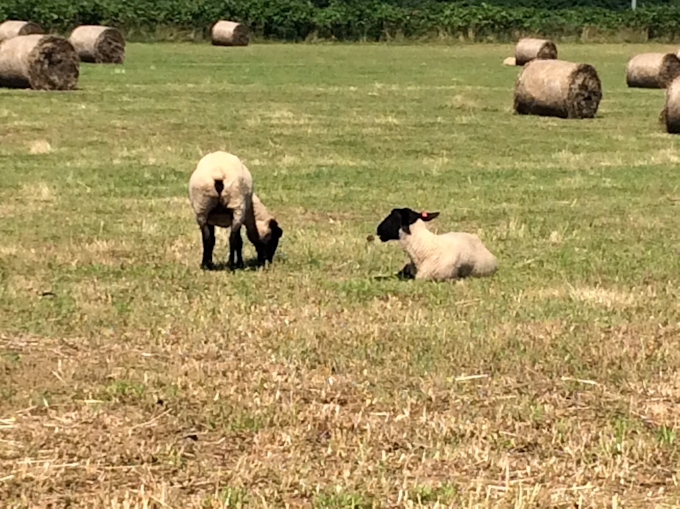 北海道焼尻島に幻の高級ラム肉 ミクニ も採用 日本経済新聞