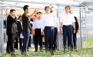 ニラ農家を視察する安倍首相=26日午前、宮崎県西都市(代表撮影) ニラ農家を視察する安倍首相=26日午前、宮崎県西都市(代表撮影)