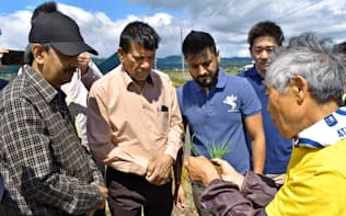 日本の稲作について説明を受けるインド人技術者ら（5月、山形市のアスクの試験・調査田）