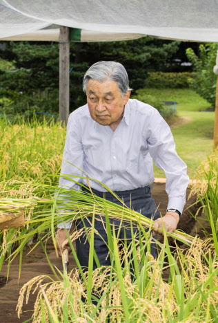 皇居内の田んぼで稲刈りをする天皇陛下(12日午後、宮内庁提供)=共同 皇居内の田んぼで稲刈りをする天皇陛下(12日午後、宮内庁提供)=共同