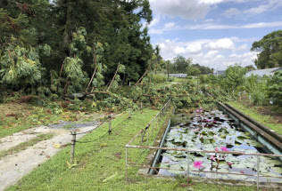 台風21号の影響で被災した大阪市立大理学部付属植物園(大阪府交野市、大阪市立大提供)=共同 台風21号の影響で被災した大阪市立大理学部付属植物園(大阪府交野市、大阪市立大提供)=共同