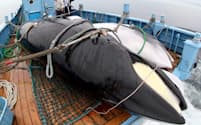 調査捕鯨で捕獲された2頭のミンククジラ（2012年、北海道釧路沖)