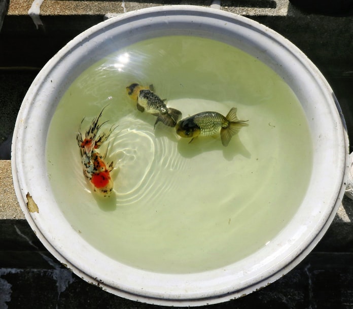 伝統の金魚養殖守りたい 産地愛知 弥富で修業励む 日本経済新聞 伝統の金魚養殖守りたい 産地愛知 弥富で修業励む 日本経済新聞