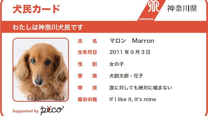 神奈川 犬民 カードを発行 県が動物愛護pr 日本経済新聞 神奈川 犬民 カードを発行 県が動物愛護pr 日本経済新聞