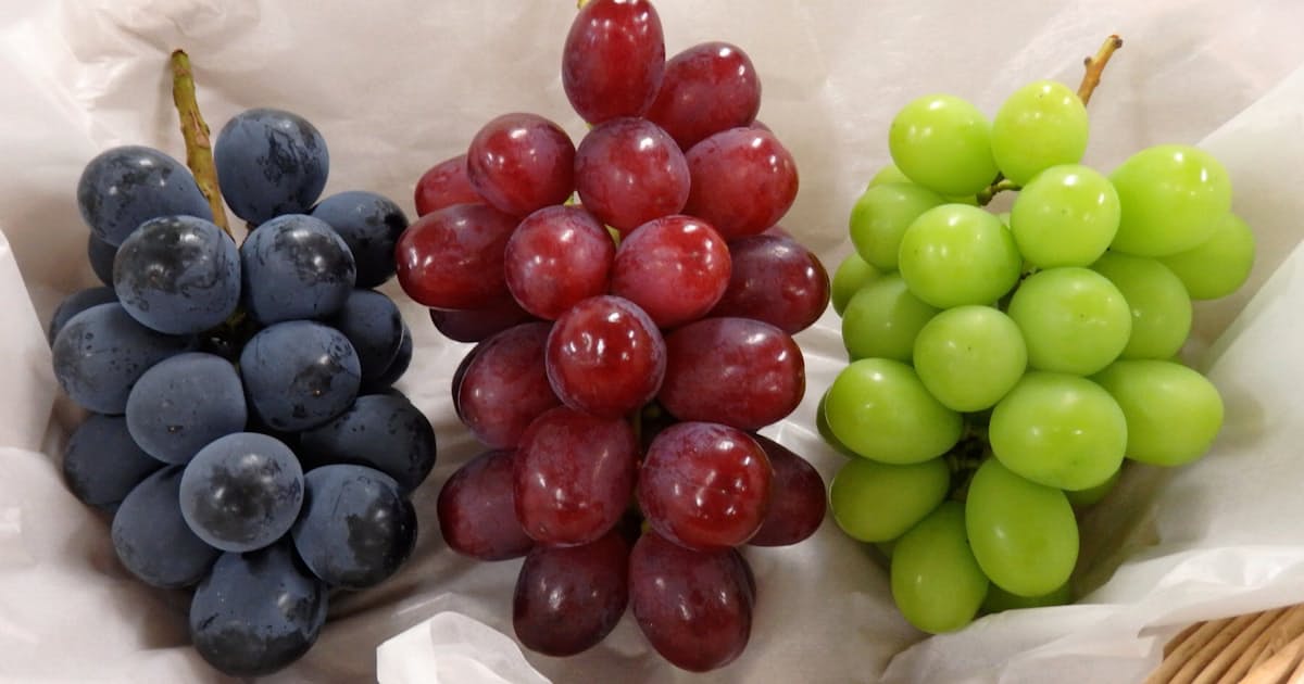 長野県のブドウ新品種 クイーンルージュ と命名 日本経済新聞 長野県のブドウ新品種 クイーンルージュ と命名 日本経済新聞