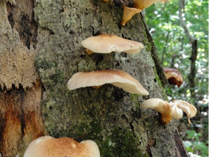 10月のキノコ狩りシーズン 毒キノコに注意を 日本経済新聞