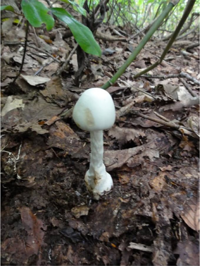 10月のキノコ狩りシーズン 毒キノコに注意を 日本経済新聞