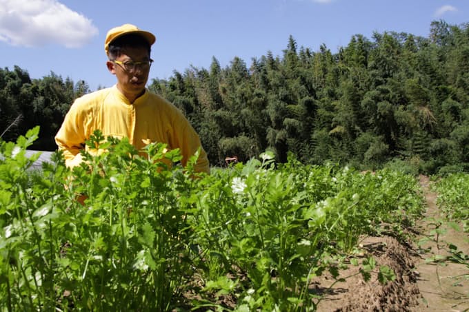 農家 希望載せ再出荷 岡山 牟佐のパクチー 黄ニラ 日本経済新聞