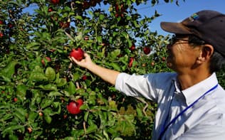 県果樹試験場では、リンゴなどの独自品種を続々と開発している（須坂市）