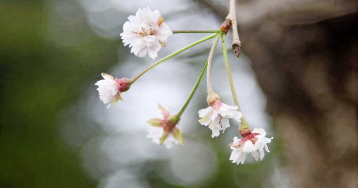 イチョウ枯れ サクラ開花 大型台風の塩害じわり 日本経済新聞 イチョウ枯れ サクラ開花 大型台風の塩害じわり 日本経済新聞