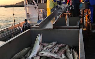 秋サケ漁最盛期の北海道では去年より多くのサケが帰っている（網走港、15日）