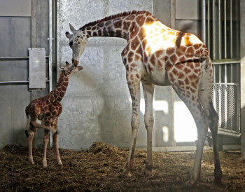 キリンの赤ちゃん誕生 北海道 旭山動物園 日本経済新聞
