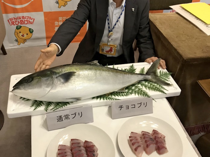 チョコブリ 色味長持ち 愛媛県 養殖魚の変色防ぐ新技術 日本経済新聞 チョコブリ 色味長持ち 愛媛県 養殖魚の変色防ぐ新技術 日本経済新聞