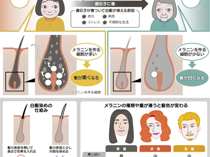 どうして白髪はできるの 親子スクール 日本経済新聞 どうして白髪はできるの 親子スクール 日本経済新聞