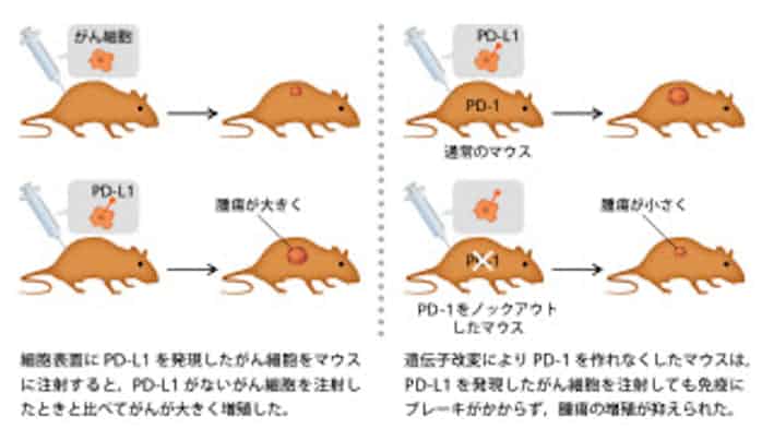ノーベル賞の チーム本庶 研究者のバトンリレー 日本経済新聞
