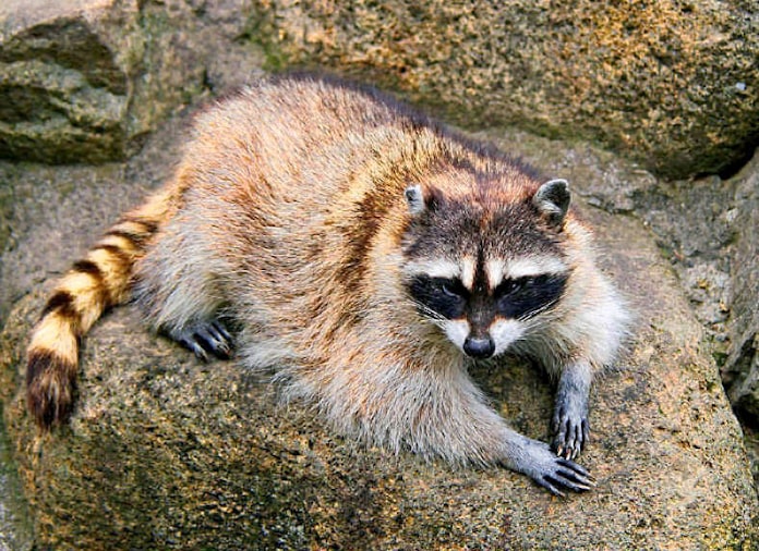 アライグマ 都心すみかに 荒い気性 空き家で繁殖 日本経済新聞 アライグマ 都心すみかに 荒い気性 空き家で繁殖 日本経済新聞