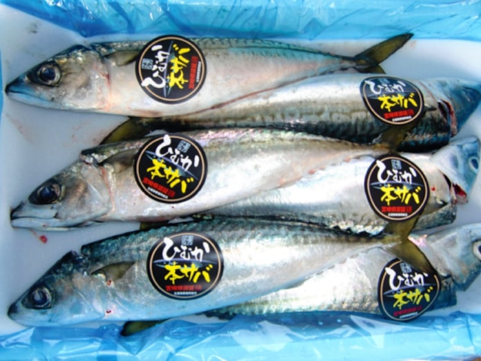宮崎のブランド魚 ひむか本サバ タイへ輸出 日本経済新聞 宮崎のブランド魚 ひむか本サバ タイへ輸出 日本経済新聞