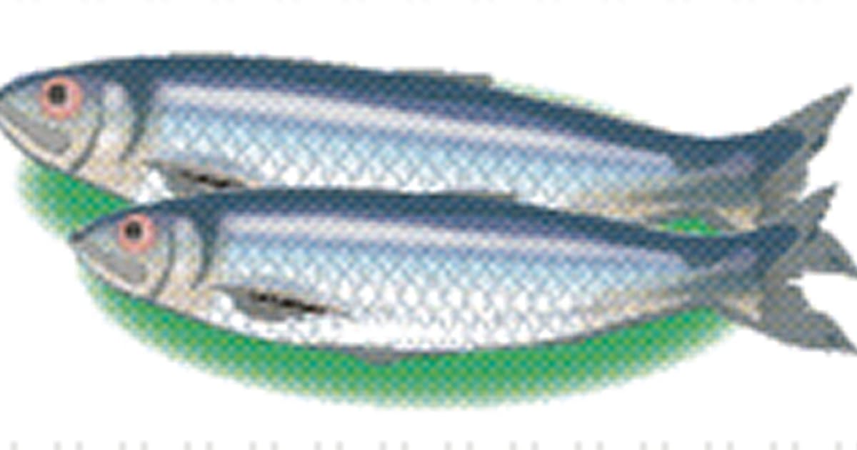 ニシン 青魚らしい深い風味 彩時季 日本経済新聞 ニシン 青魚らしい深い風味 彩時季 日本経済新聞