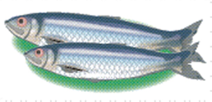 ニシン 青魚らしい深い風味 彩時季 日本経済新聞 ニシン 青魚らしい深い風味 彩時季 日本経済新聞