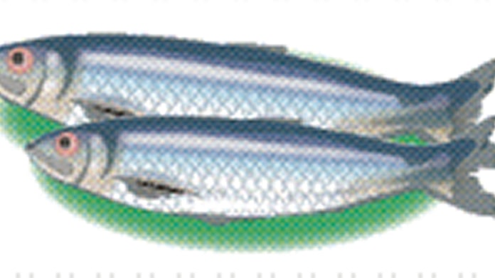 ニシン 青魚らしい深い風味 彩時季 日本経済新聞 ニシン 青魚らしい深い風味 彩時季 日本経済新聞