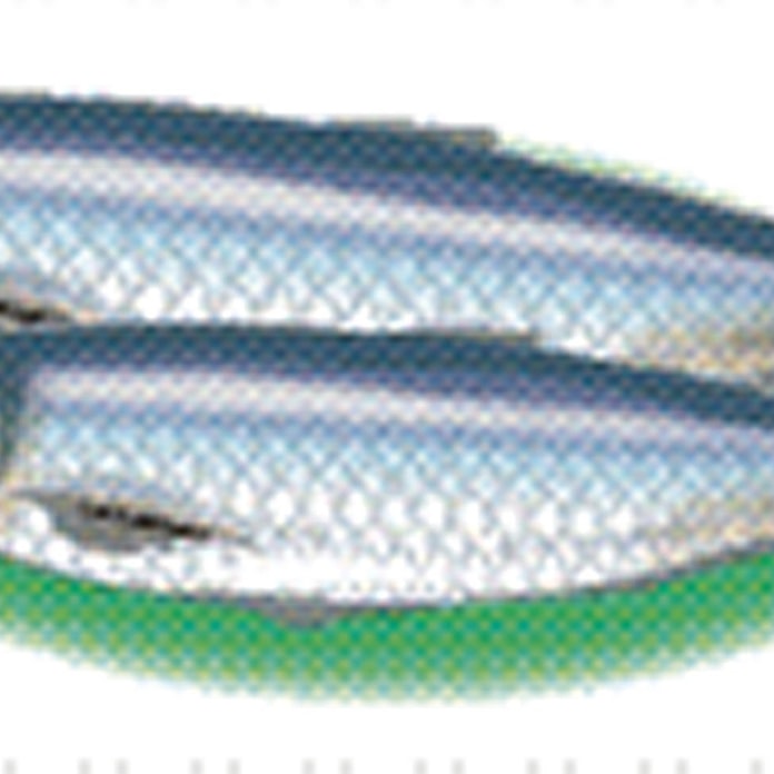 ニシン 青魚らしい深い風味 彩時季 日本経済新聞 ニシン 青魚らしい深い風味 彩時季 日本経済新聞