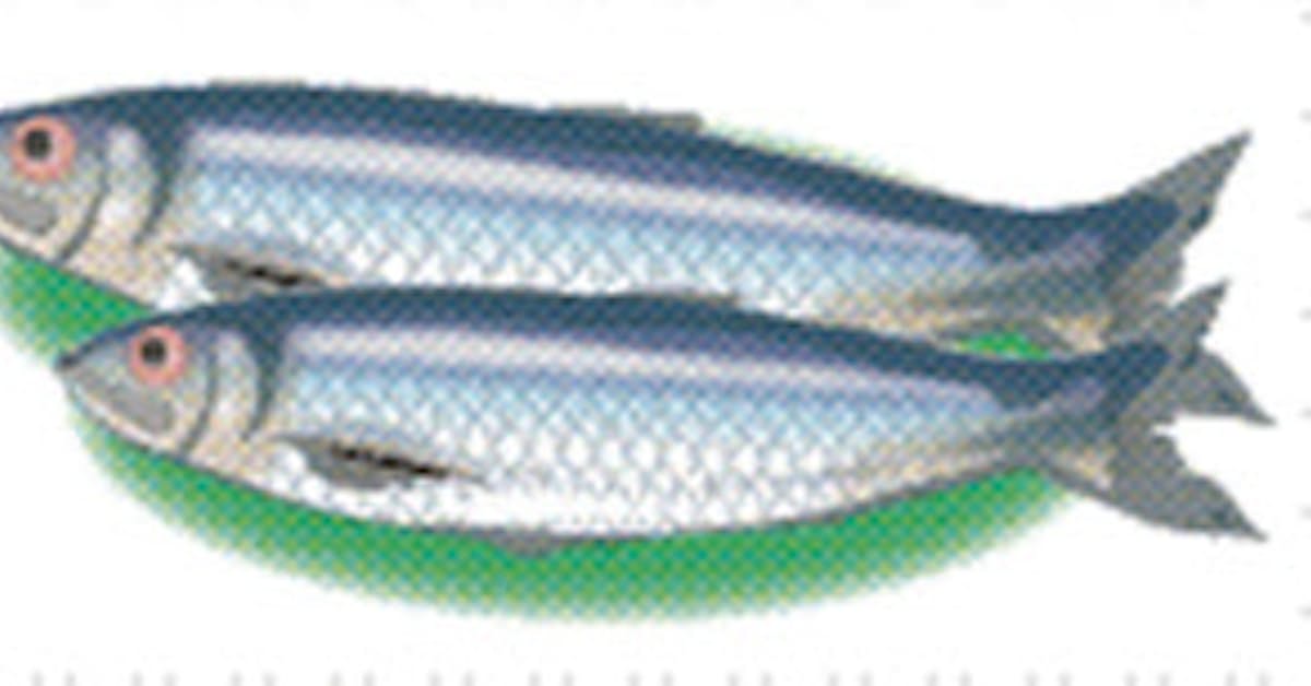 ニシン 青魚らしい深い風味 彩時季 日本経済新聞