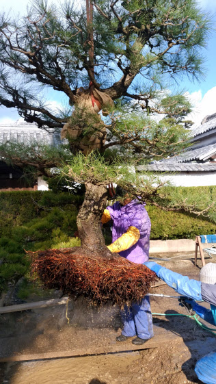 大ぶりな植木が1本100万円以上で中国などアジア新興国へ出荷される(ジェトロ香川提供) 大ぶりな植木が1本100万円以上で中国などアジア新興国へ出荷される(ジェトロ香川提供)