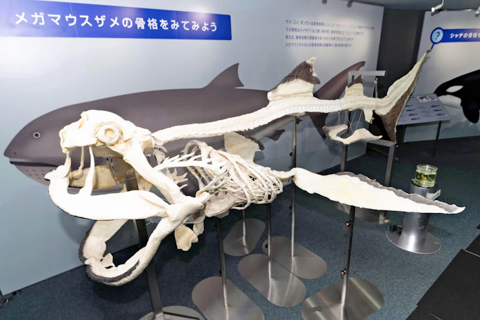 幻のサメ 全身骨格を公開 世界初 鴨川シーワールド 日本経済新聞 幻のサメ 全身骨格を公開 世界初 鴨川シーワールド 日本経済新聞