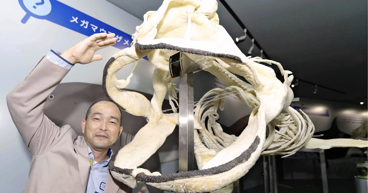 幻のサメ 全身骨格を公開 世界初 鴨川シーワールド 日本経済新聞 幻のサメ 全身骨格を公開 世界初 鴨川シーワールド 日本経済新聞