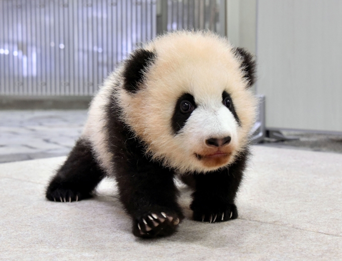 赤ちゃんパンダ歩き始める 和歌山のレジャー施設 日本経済新聞
