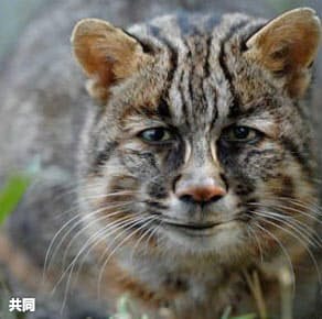 福山さん 長崎の離島pr 合成 イケメン猫 と話題 日本経済新聞