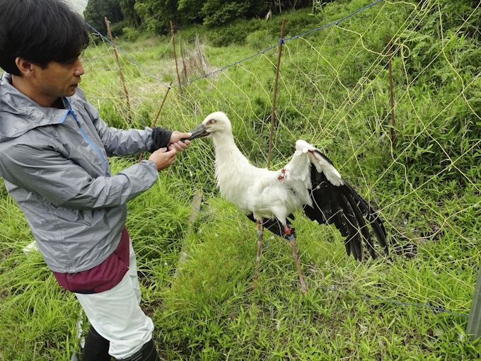 傷つく野外コウノトリ最多 17年度19羽 人工物原因 日本経済新聞