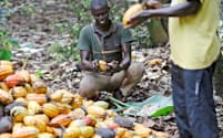 カカオの実をむくアフリカ・コートジボワールの農家。カカオを使うチョコレートをはじめ、自分の買うモノがどこから来ていて、どんな環境で生産されたかを知りたい消費者は増えている=ロイター