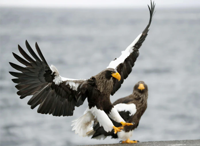 猛禽類の減少深刻 約2割は絶滅危機 日本の3種も 日本経済新聞 猛禽類の減少深刻 約2割は絶滅危機 日本の3種も 日本経済新聞