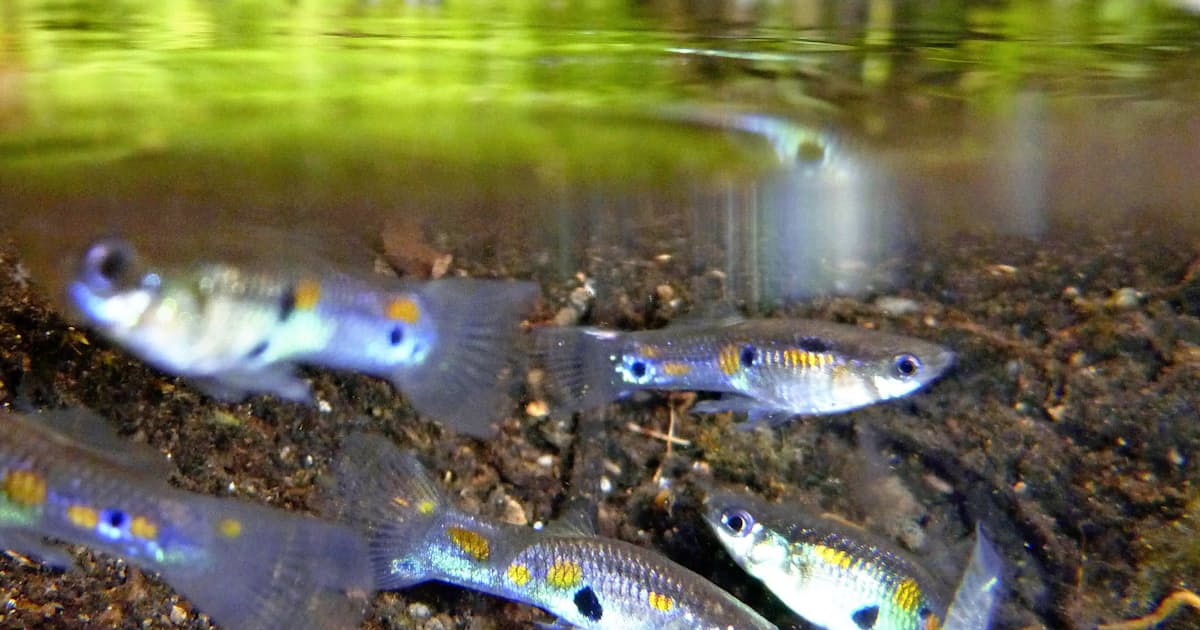 水温下げ グッピー根絶 北海道オンネトーで全国初 日本経済新聞 水温下げ グッピー根絶 北海道オンネトーで全国初 日本経済新聞