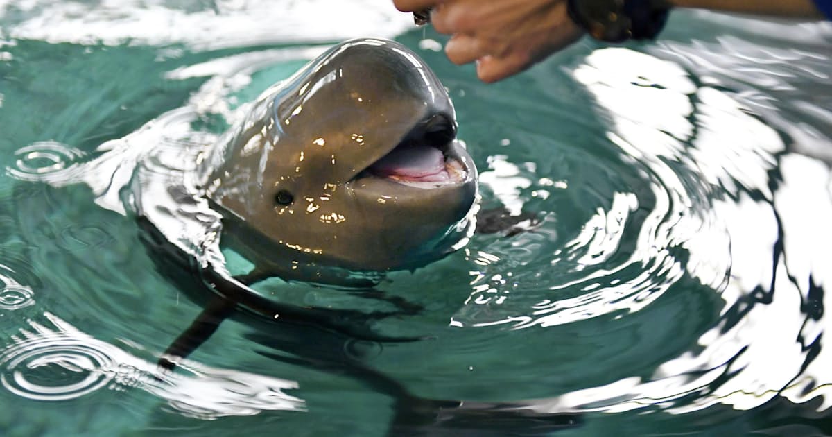 スナメリ赤ちゃんお披露目 広島 宮島水族館 日本経済新聞 スナメリ赤ちゃんお披露目 広島 宮島水族館 日本経済新聞