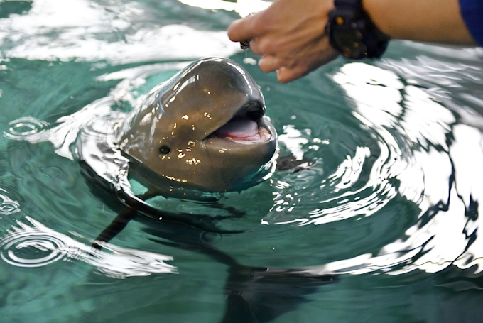 スナメリ赤ちゃんお披露目 広島 宮島水族館 日本経済新聞
