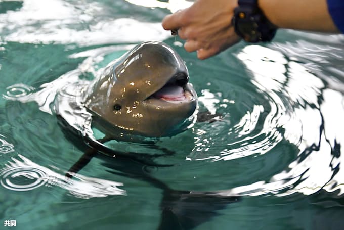 スナメリ赤ちゃんお披露目 広島 宮島水族館 日本経済新聞