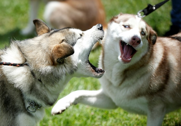 バブルの飼い犬 名前は チョビ 平成のアルバム 日本経済新聞 バブルの飼い犬 名前は チョビ 平成のアルバム 日本経済新聞