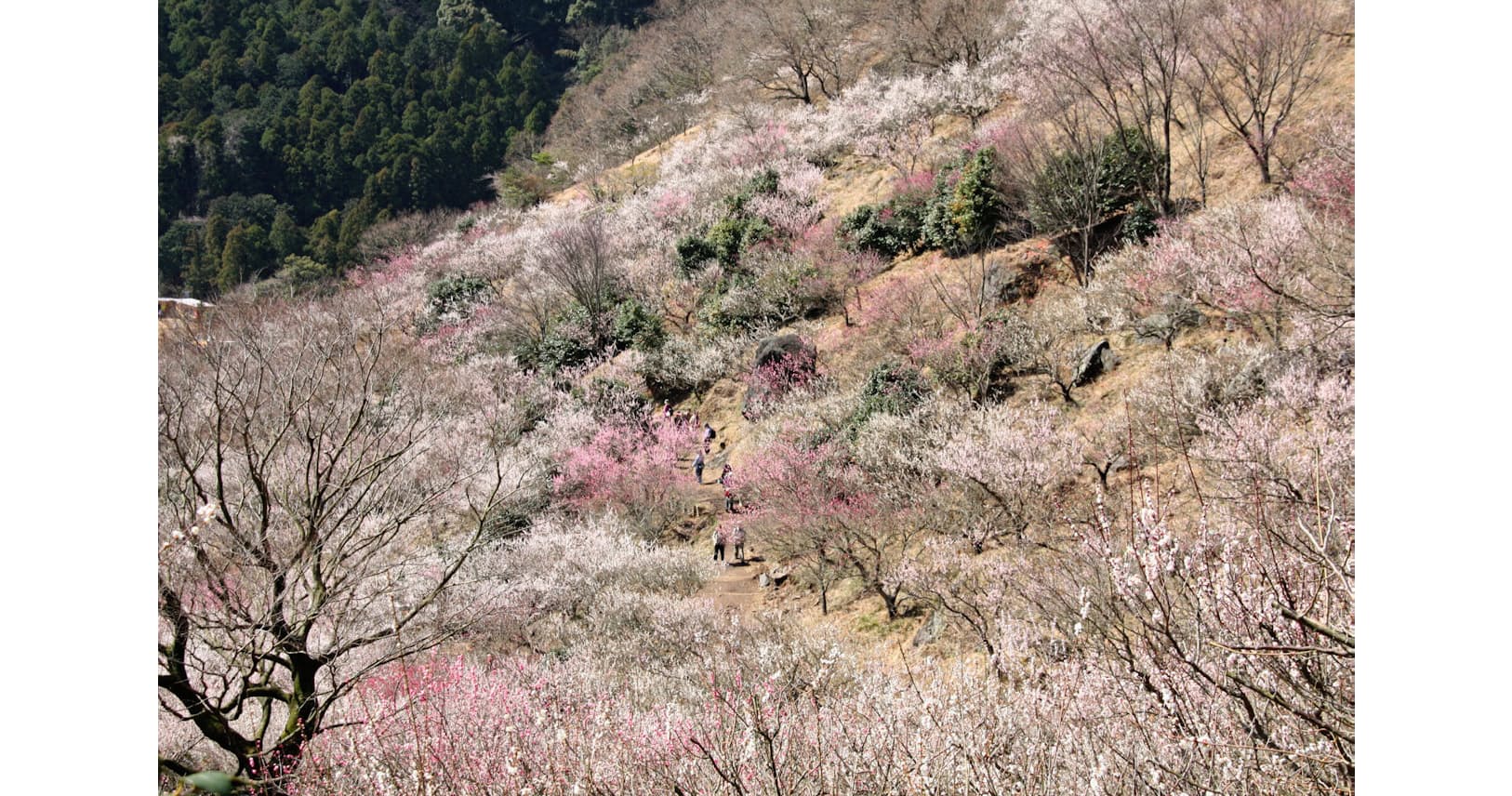 梅や菜の花 早春に咲き誇る 花の絶景 10選 トラベル Nikkei Style