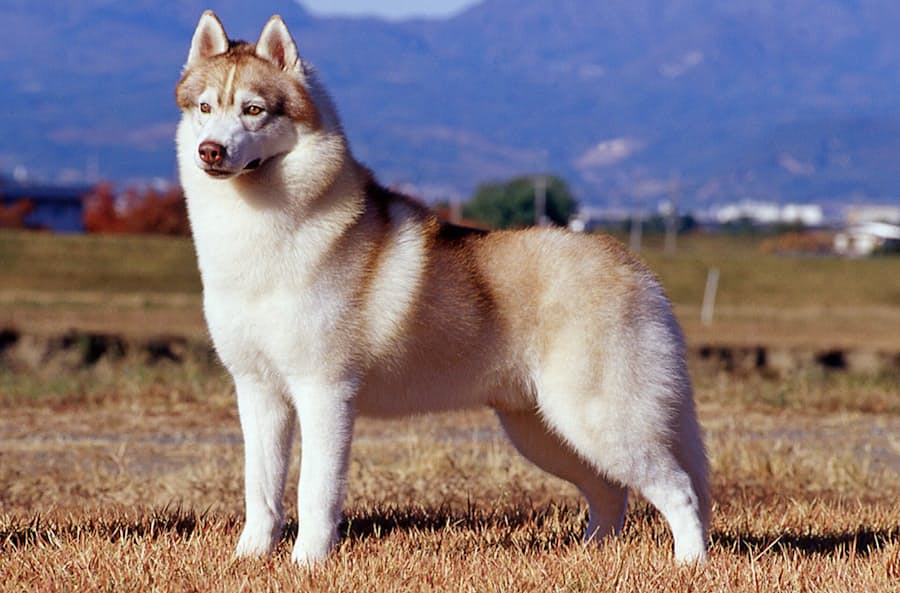 バブルの飼い犬 名前は チョビ 平成のアルバム 日本経済新聞