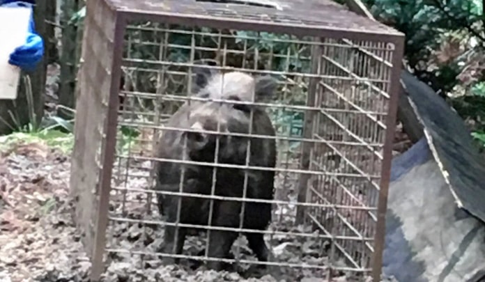 狩猟ワナにiot 鳥獣被害や猟師の高齢化に挑む 日本経済新聞