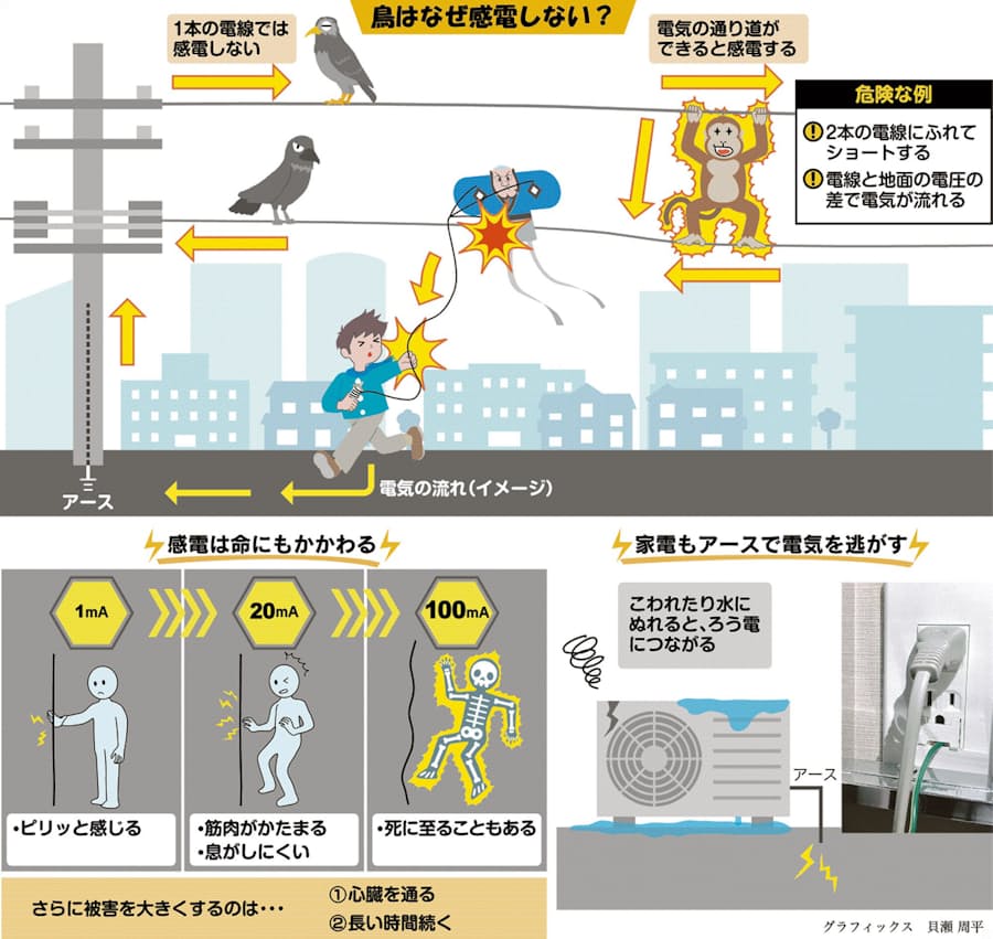電線の上の鳥はなぜ感電しないの 親子スクール 日本経済新聞