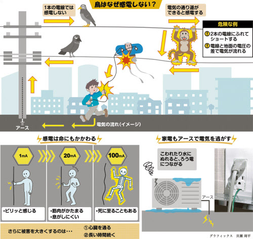 電線の上の鳥はなぜ感電しないの 親子スクール 日本経済新聞