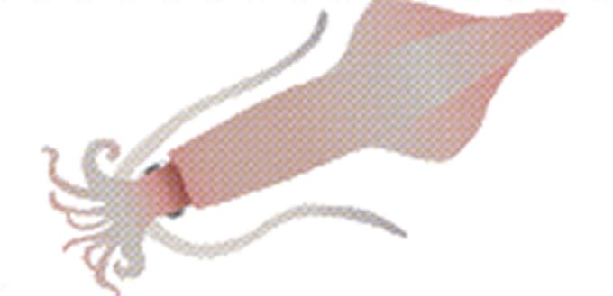 ヤリイカ 上品で淡泊な冬の高級イカ 彩時季 日本経済新聞