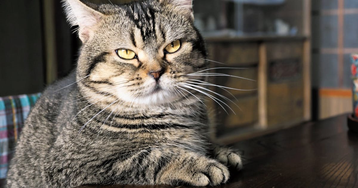 動物写真家 岩合光昭さん 平成の猫ブーム 語る 日本経済新聞 動物写真家 岩合光昭さん 平成の猫ブーム 語る 日本経済新聞