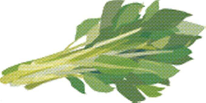 明日葉 滋養強壮に効果 彩時季 日本経済新聞