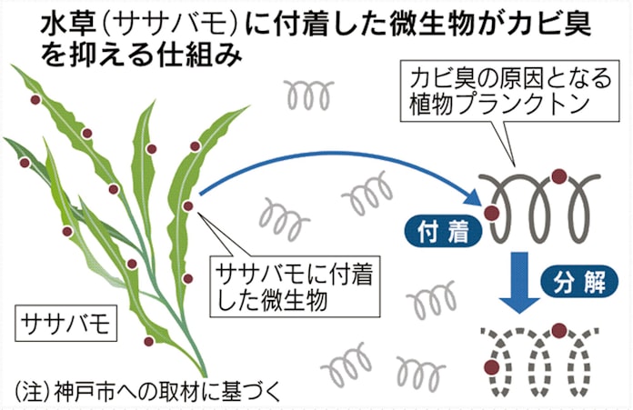 水草が救世主 水道のカビ臭抑制 神戸市が実用化へ 日本経済新聞 水草が救世主 水道のカビ臭抑制 神戸市が実用化へ 日本経済新聞