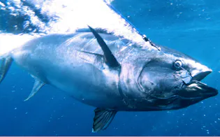 出荷のため釣り上げられる完全養殖のクロマグロ(愛媛県愛南町)